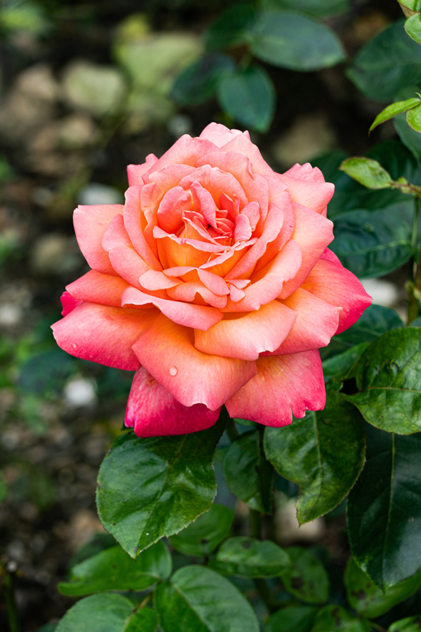 Bern Ost 4. Liga Unihockey